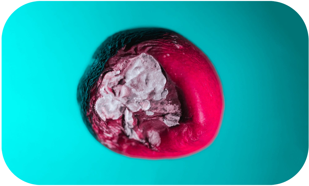 STILL-LOVE-Pamela_Annecke_11