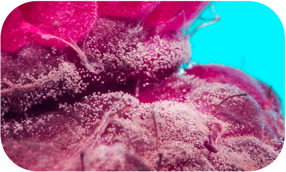 STILL-LOVE-Pamela_Annecke_12