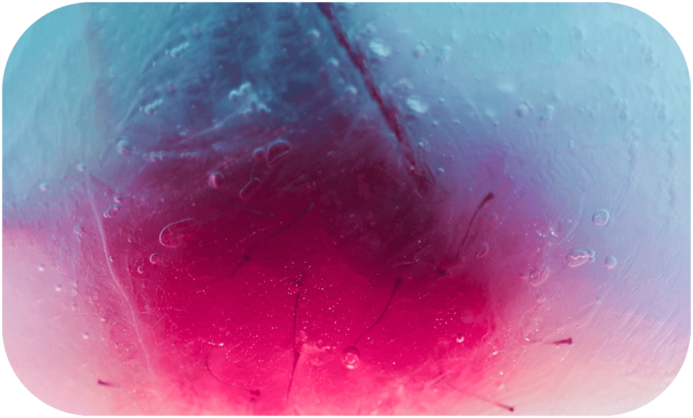 STILL-LOVE-Pamela_Annecke_14