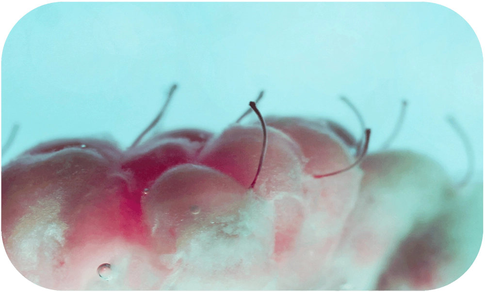 STILL-LOVE-Pamela_Annecke_6