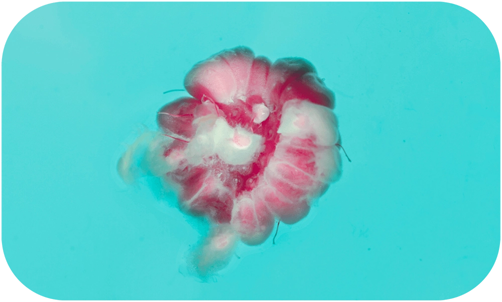 STILL-LOVE-Pamela_Annecke_8