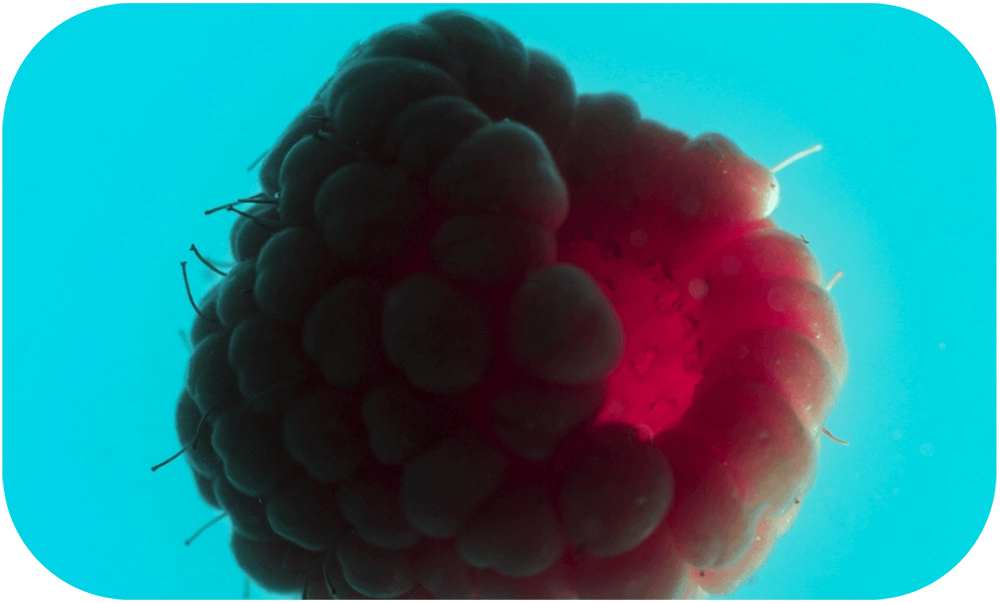 STILL-LOVE-Pamela_Annecke_9