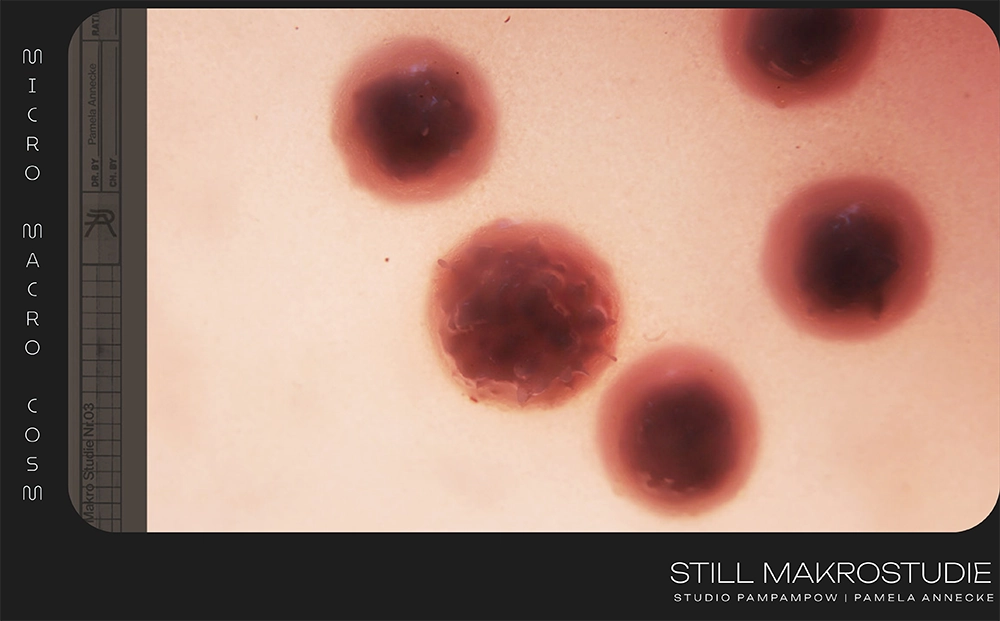 pamela-annecke_makro_2