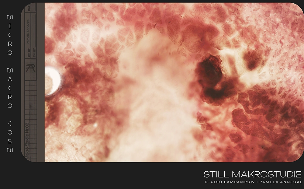 pamela-annecke_makro_3