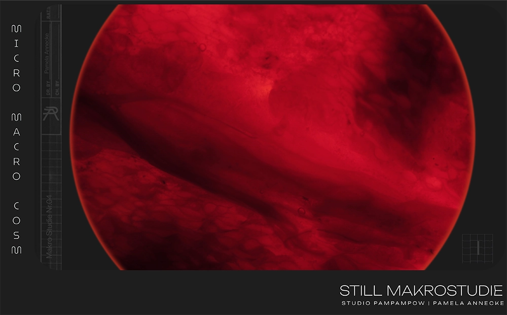 pamela-annecke_makro_8