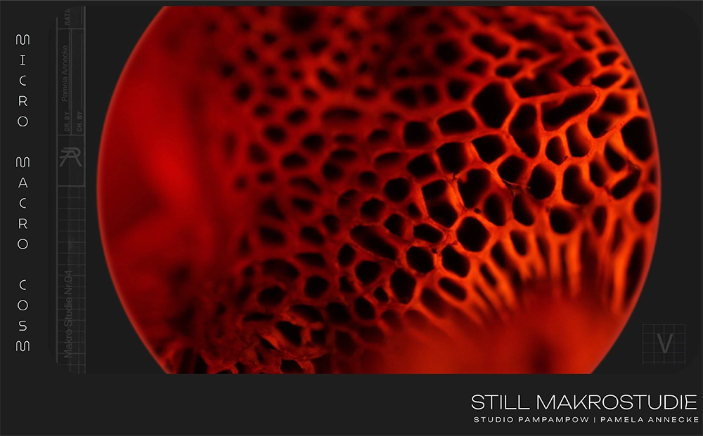 pamela-annecke_makro_9